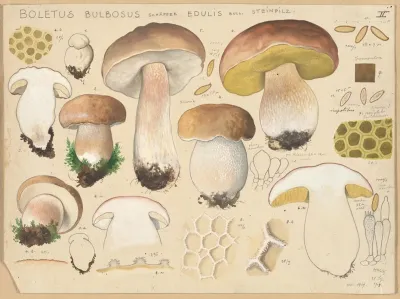 Boletus Bulbosus Schaffer Edulis Bull