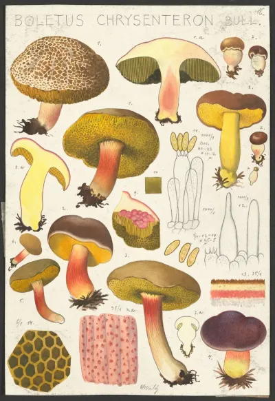 Boletus Chrysenteron Bull 2