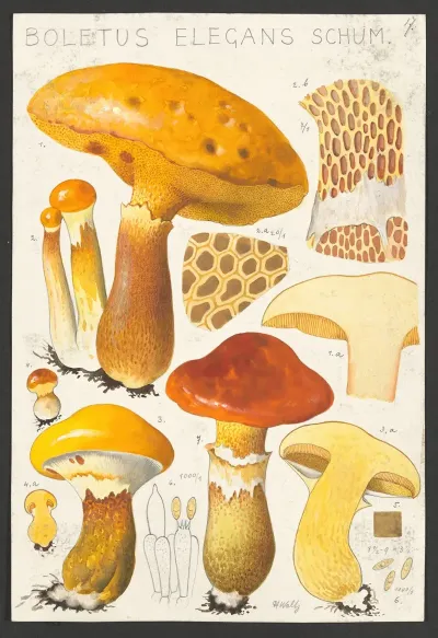 Boletus Elegans Schum 2