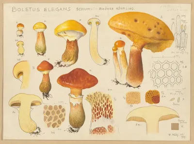 Boletus Elegans Schum