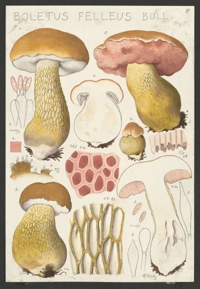 Boletus Felleus Bull