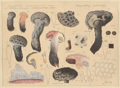 Boletus Floccopus Vahl Strobilomyces Strobilaceus Berk