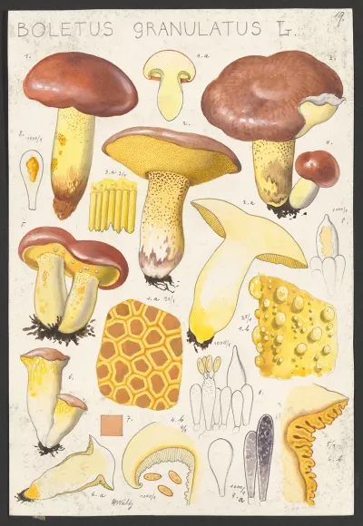 Boletus Granulatus L 2