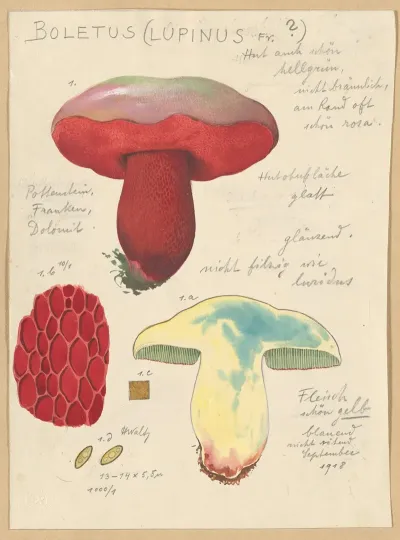 Boletus Lupinus