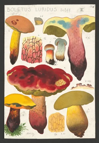 Boletus Luridus Schaeffer 2