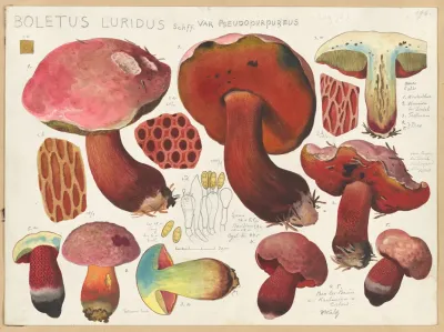 Boletus Luridus Schff Var Pseudopurpureus
