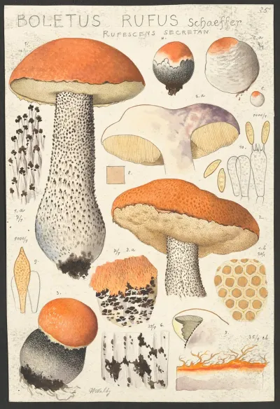 Boletus Rufus Schaeffer Rufescens Secretan