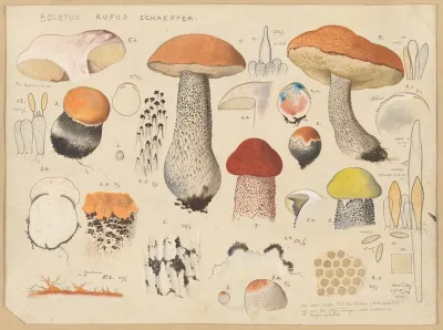 Boletus Rufus Schaeffer
