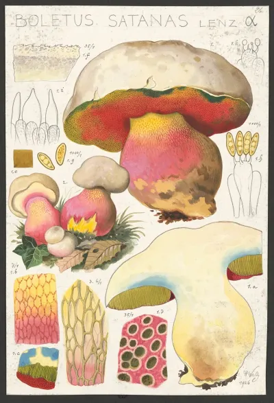 Boletus Satanas Lenz α