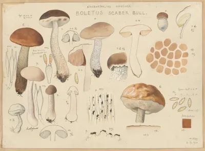 Boletus Scaber Bull