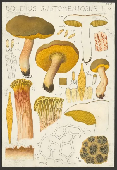 Boletus Subtomentosus L α
