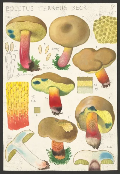 Boletus Terreus Secr