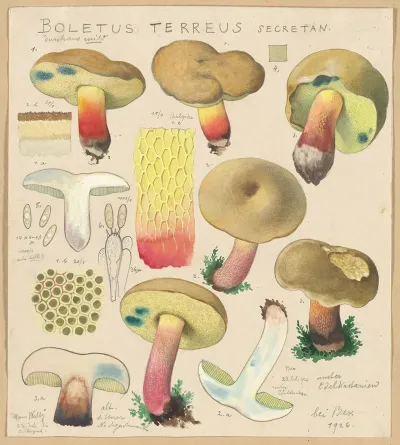 Boletus Terreus Secretan