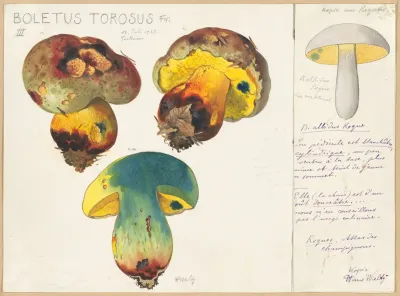 Boletus Torosus