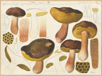 Boletus Ustulatus Paulet 2