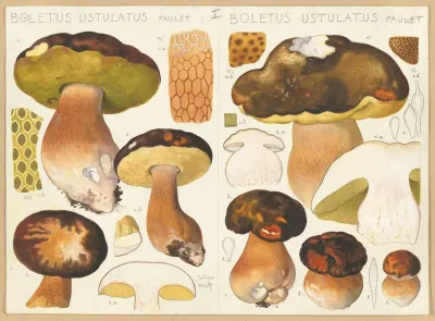 Boletus Ustulatus Paulet Boletus Ustulatus Paulet