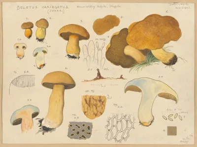 Boletus Variegatus Swarz