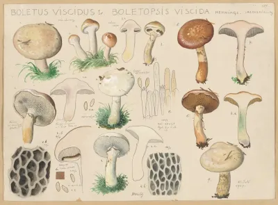 Boletus Viscidus L Boletopsis Viscida Hennings