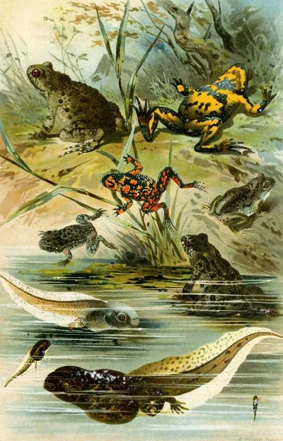 Bombinator Pachypus Bombinator Bombinus Alytes Obst Pelobates Fuscus