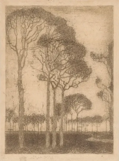Bomen Aan De Rand Van Het Oranjewoud