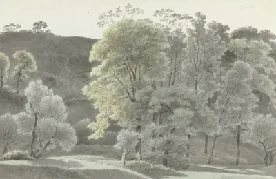 Bomen In De Omgeving Van Subiaco