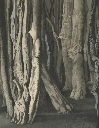 Bomen Knoestige Boomstammen