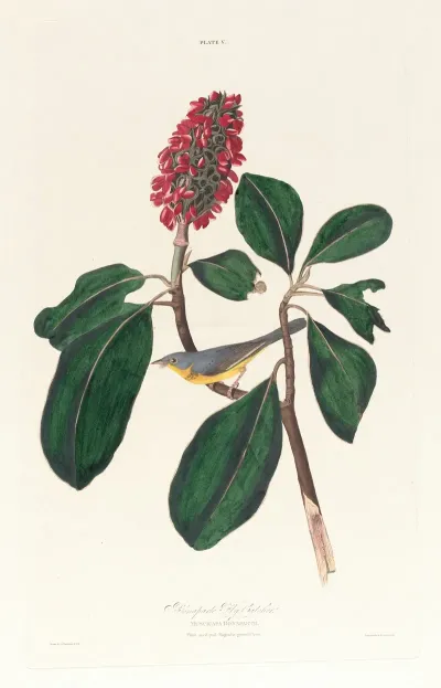 Bonaparte Fly Catcher