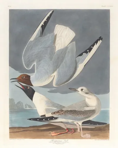 Bonapartian Gull