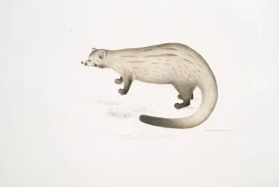 Bondar Paradoxurus Paradoxurus Bondar
