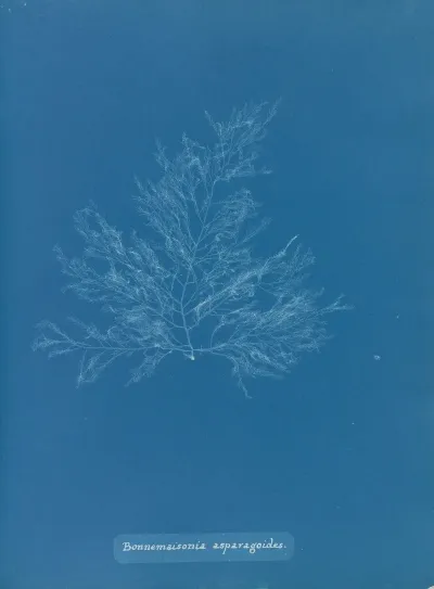 Bonnemaisonia Asparagoides