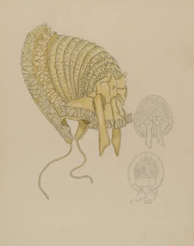 Bonnet 36