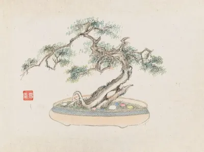 Bonsai Kabenzu Pl 02