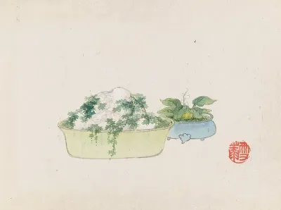 Bonsai Kabenzu Pl 10