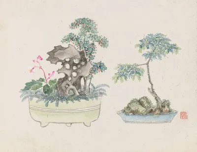 Bonsai Kabenzu Pl 16