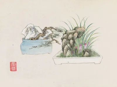Bonsai Kabenzu Pl 25