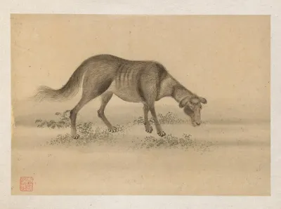 Bonsai Kabenzu Pl 30