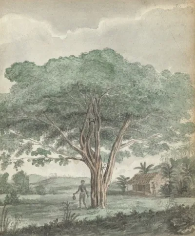 Boom Op Ceylon