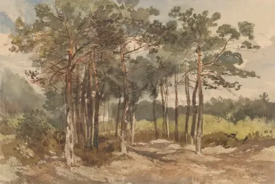 Boomgroep In De Bossen Bij Driebergen