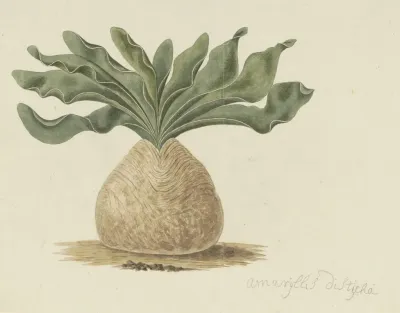 Boophone Haemanthoides F M Leighton Hottentots Poison Bulb Or Giftbol