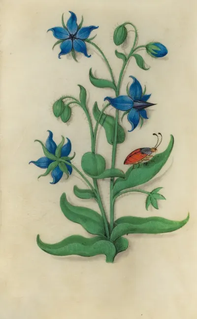 Borage Borago Officinalis With A Red And Blue Beetle