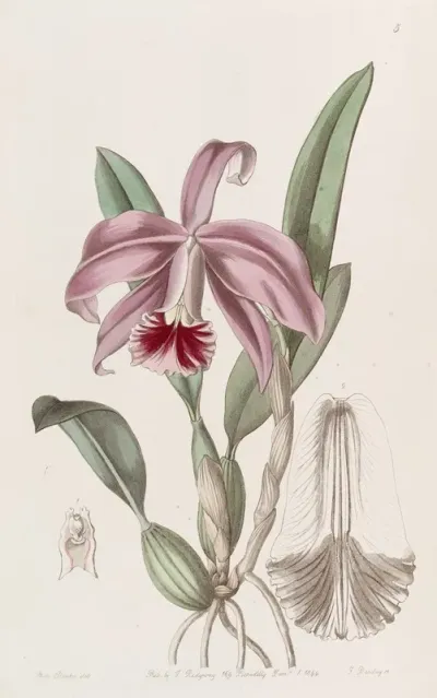 Bordered Dwarf Cattleya