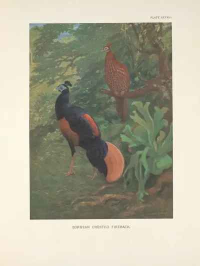 Bornean Crested Fireback Lophura Ignita