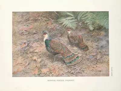 Bornean Peacock Pheasant Polyplectron Schleiermacheri