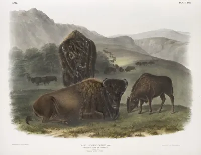 Bos Americanus American Bison 1 Female 2 Young 3 Male