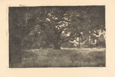 Bos Met Loofbomen