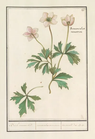 Bosanemoon Anemone Nemorosa Bosch Roononckel Ranunculus Nemorum Ranoncule Des Bois