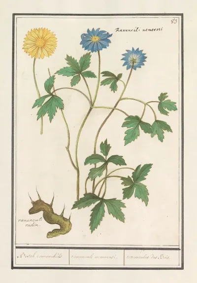Bosanemoon Anemone Nemorosa Bosch Roononckels Ranunculus Nemorosi Renoncules Des Bois