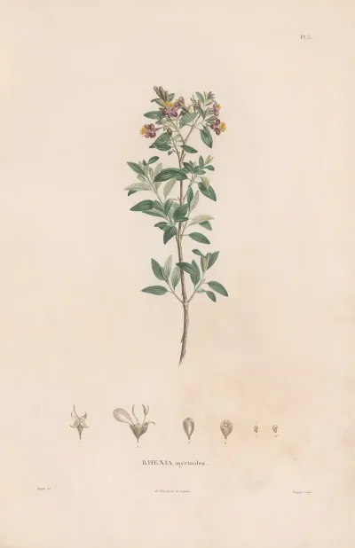 Botanique Pl 03