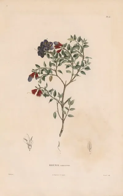 Botanique Pl 05
