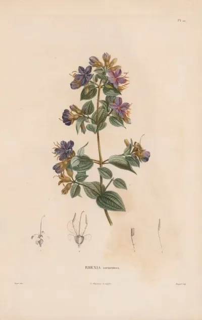 Botanique Pl 09